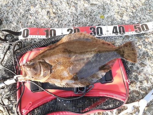 ヒラメの釣果
