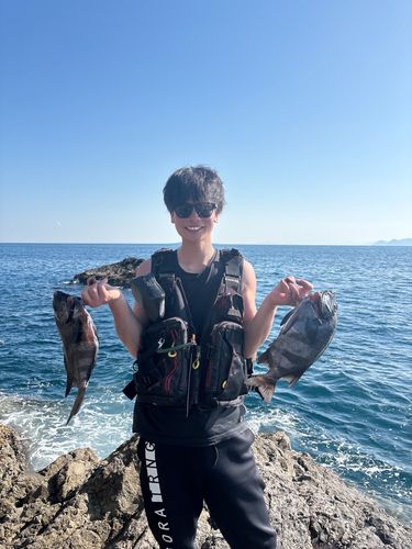 イシダイの釣果