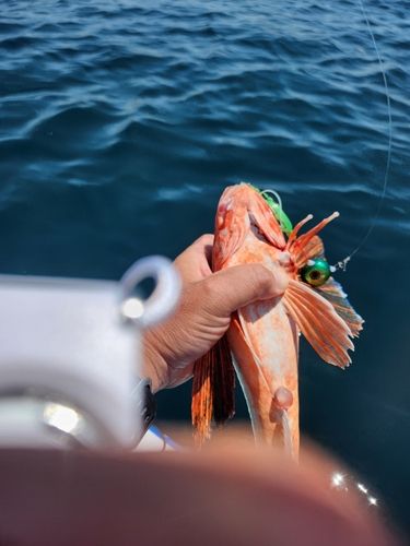 ホウボウの釣果