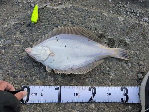 マガレイの釣果