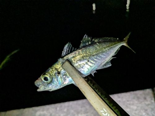 マアジの釣果