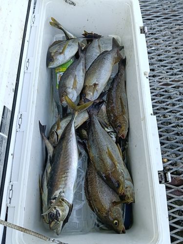 イサキの釣果