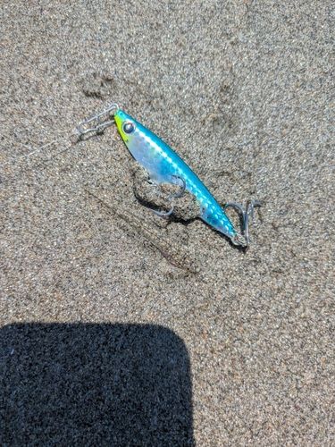 メゴチの釣果