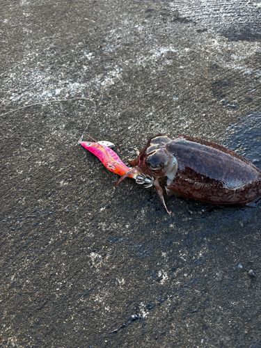 コウイカの釣果