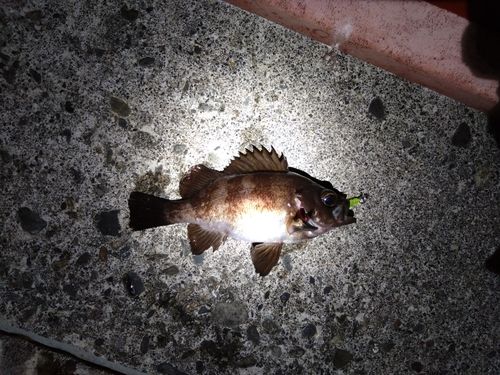 メバルの釣果