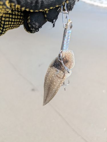 シタビラメの釣果