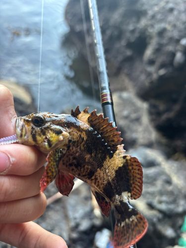 ムラソイの釣果