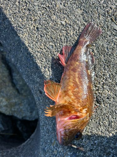 カサゴの釣果
