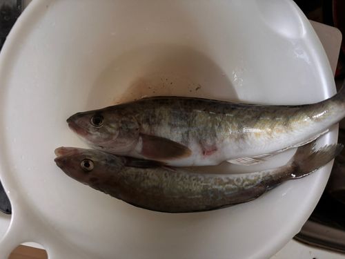 ホッケの釣果