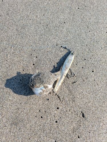 フグの釣果