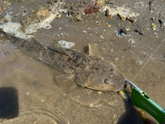 マゴチの釣果