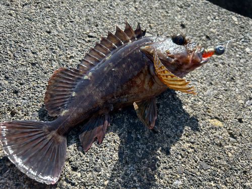 カサゴの釣果