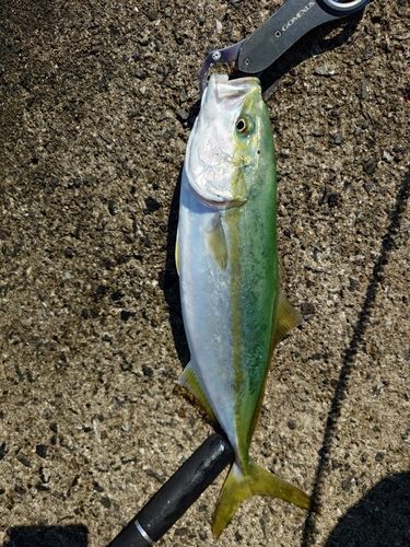 イナダの釣果