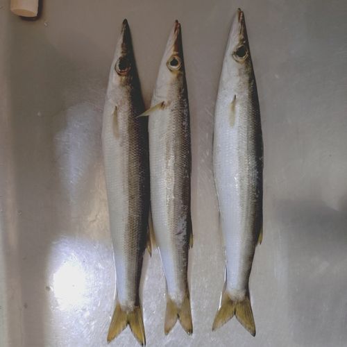 カマスの釣果