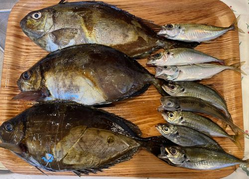 グレの釣果