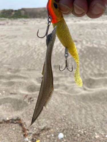 ウシノシタの釣果