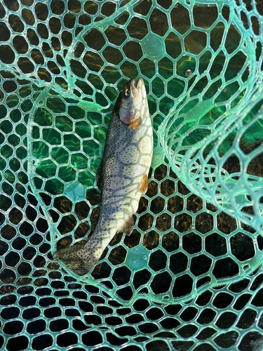 ニジマスの釣果