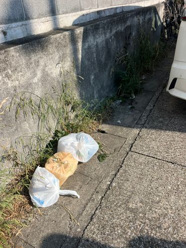 ネンブツダイの釣果