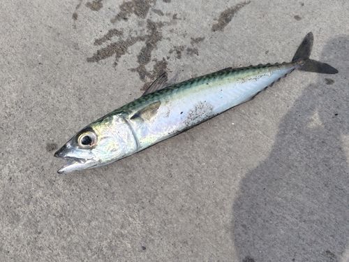 サバの釣果