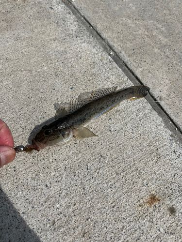 ハゼの釣果