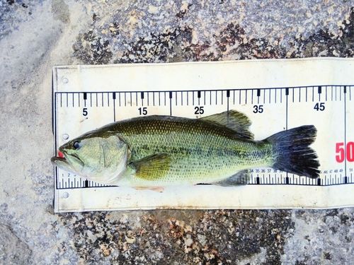 ラージマウスバスの釣果