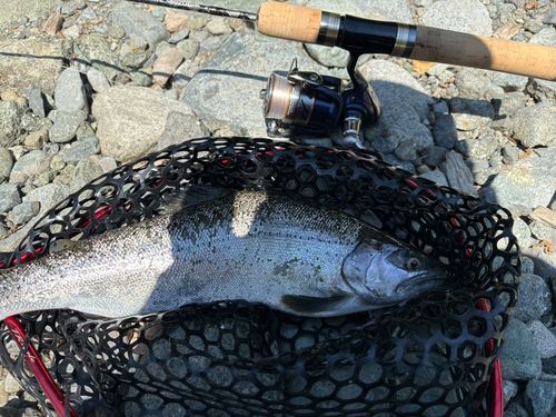 サクラマスの釣果
