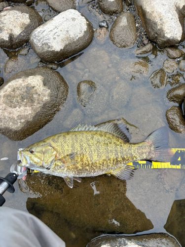 スモールマウスバスの釣果