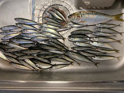 サバの釣果