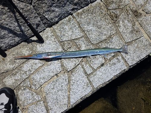 ダツの釣果