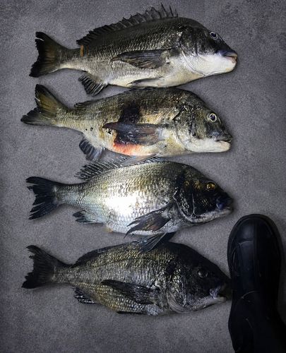 チヌの釣果