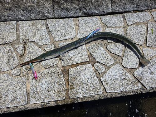 ダツの釣果