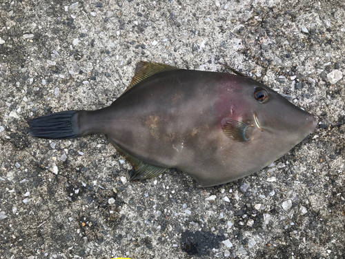 ウマヅラハギの釣果