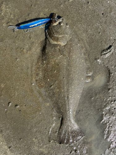 ヒラメの釣果