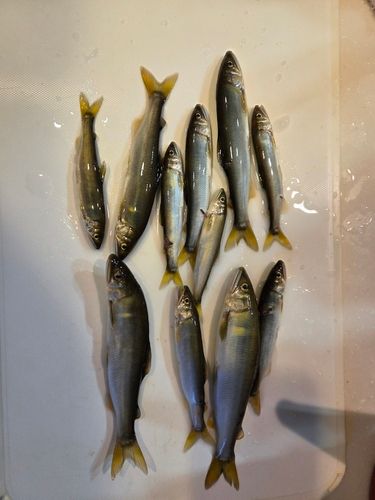 アユの釣果