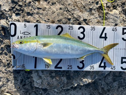 ヤズの釣果