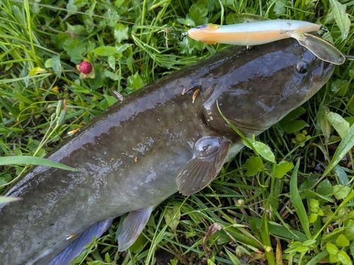 マナマズの釣果