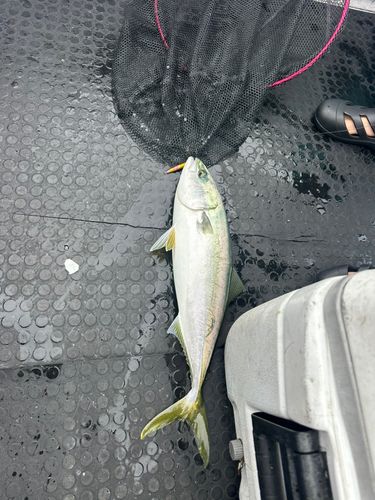イナダの釣果