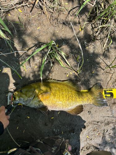 スモールマウスバスの釣果