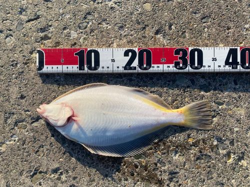 マガレイの釣果
