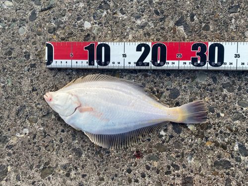マガレイの釣果