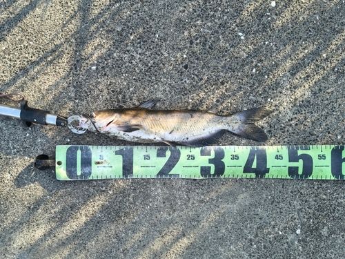 アメリカナマズの釣果