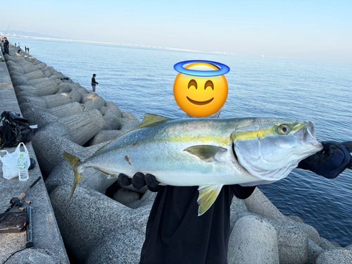 メジロの釣果