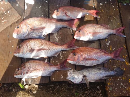 マダイの釣果