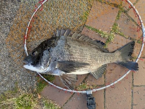 チヌの釣果