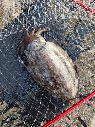 コウイカの釣果