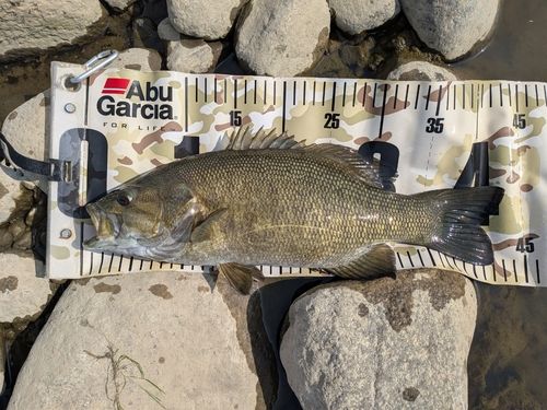 スモールマウスバスの釣果