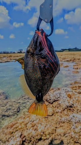 クマドリの釣果