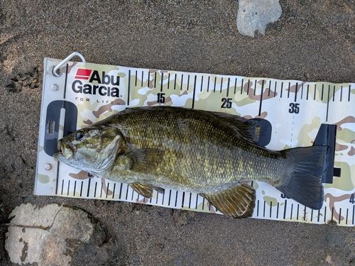スモールマウスバスの釣果
