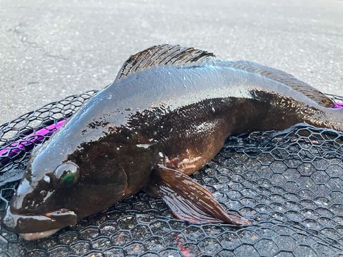 アイナメの釣果