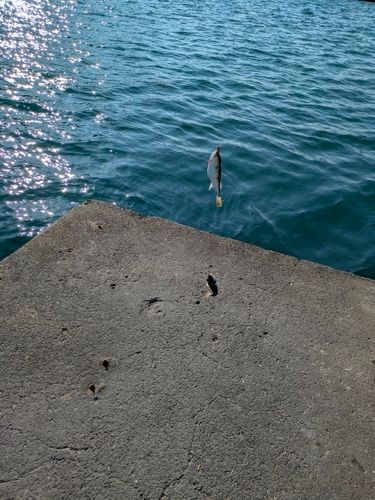 クサフグの釣果